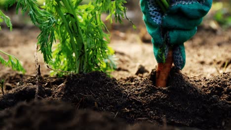 Person-cultivating-carrot