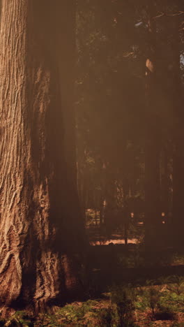 árboles altos en un bosque de niebla