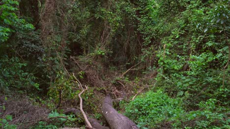 Umgestürzter-Baum-Im-Wald