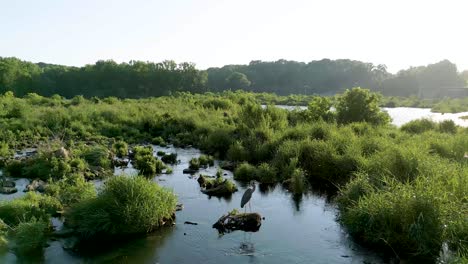 Aerial-of-Blue-Heron-standing-on-rock-in-Ohio-wetlands,-Hoover-Reservoir,-Westerville,-Ohio