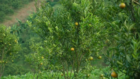 orange trees in an orchard