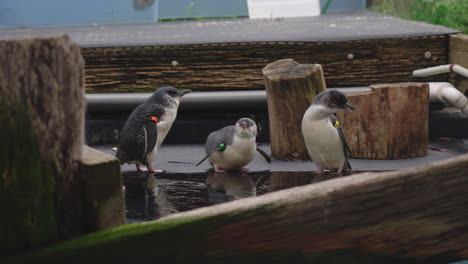 three wet white-flippered penguins standing on the edge of water in the zoo