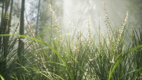 Grass-flower-field-with-soft-sunlight-for-background.