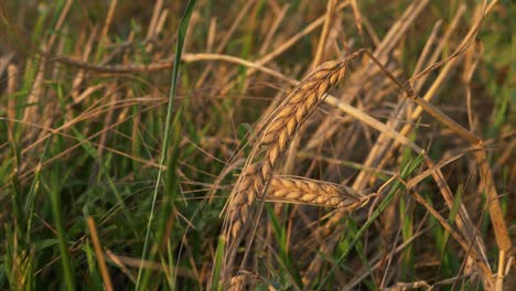 Dry-wheat-plant-close-up-tilting-shot