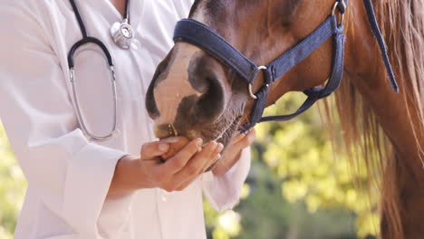 Veterinario-Alimentando-A-Un-Caballo