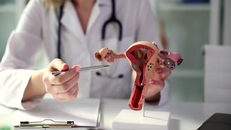 medical professional explaining female reproductive anatomy with a model