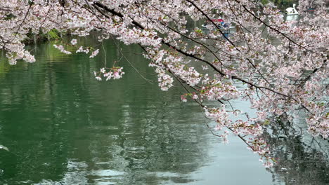 Reflection-in-the-lake-of-a-cherry-tree-branch-and-pedal-boats-are-navigating-at-Inokashira-Park