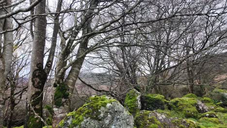 winter trees on the side of the comeragh mountains waterford ireland hillwalking in winter cold november day