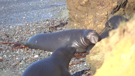 elefante marino relajándose en la playa