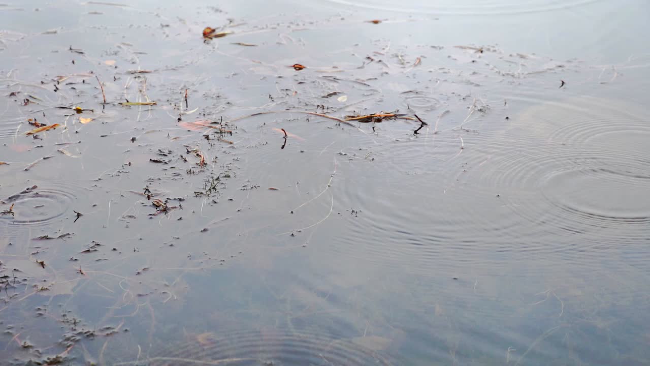 슬로우 모션으로 물에 잔물결을 만드는 빗방울