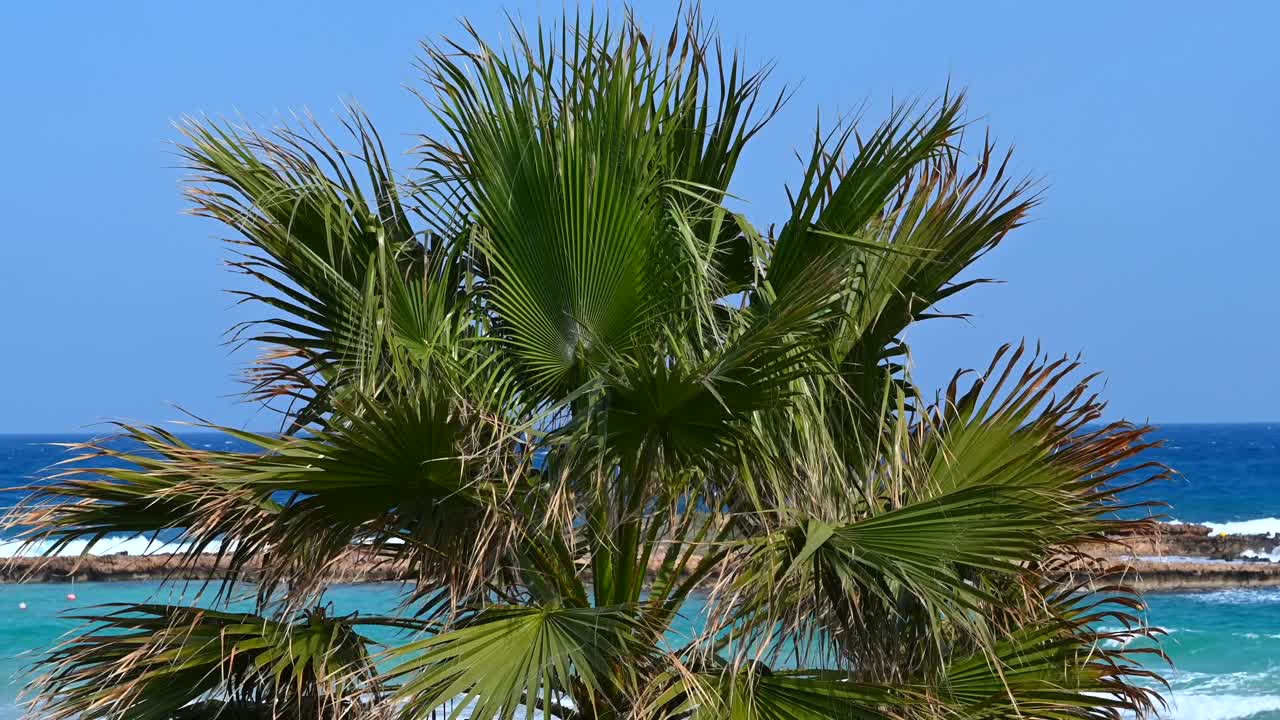 Close up of palm tree leaves swaying with the turquoise Mediterranean Sea in the background in Limassol, Cyprus