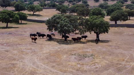 Granja-De-Toros-Vista-Desde-El-Aire