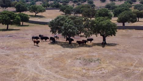 granja de toros vista desde el aire