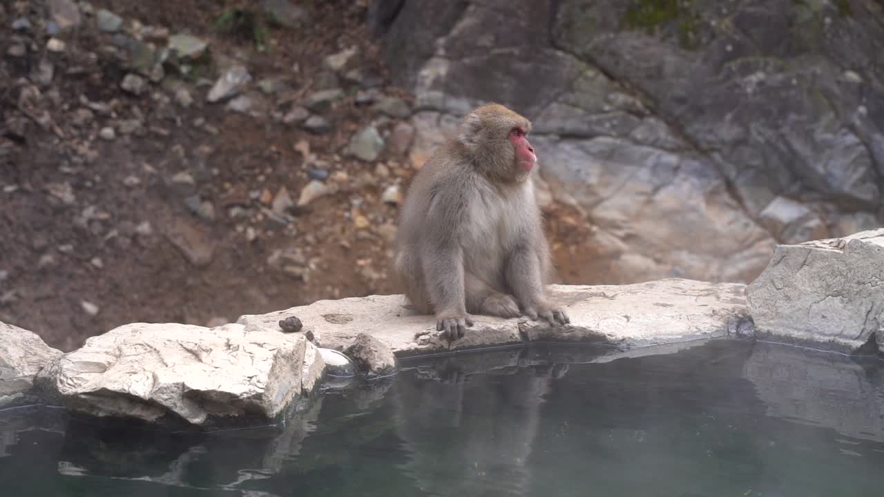 tokio, japón - un macaco japonés adulto sentado relajándose en un borde rocoso de una pequeña fuente termal natural en un día soleado - tiro medio