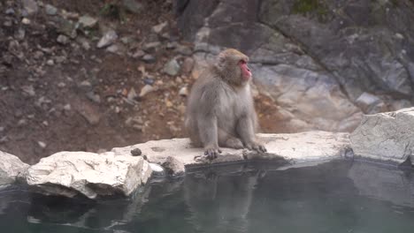 tokyo, japan - an adult japanese macaque sitting relaxing on a rocky edge of a small natural hot spring on a bright sunny day - medium shot