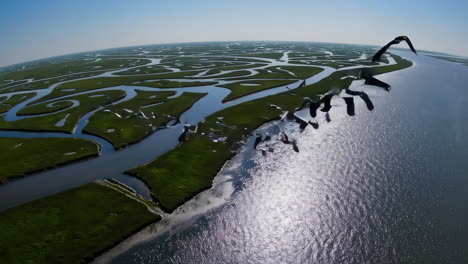 aerial view of birds over a wetland ecosystem