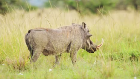 slow motion shot of warthog running through the savannah against bright green luscious grass, african wildlife in maasai mara national reserve, running away from predator