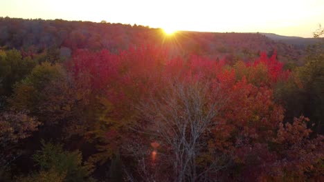 aerial fall autumn colour tree in canada forest at sunset, montreal, quebec