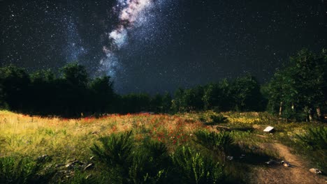 árboles verdes bosques en el parque bajo el cielo estrellado de la noche