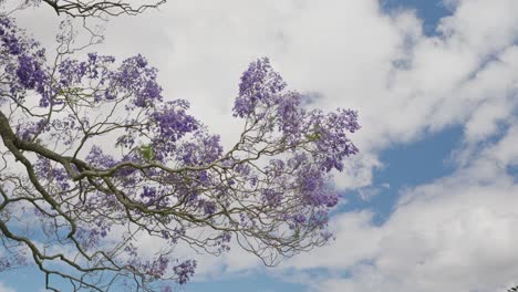 australia jacaranda trees blossom in newfarm park, queensland, australia