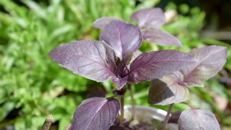 herb purple basil growing outdoor in sunlight with slight breeze