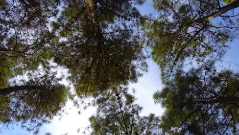 mira los troncos de los árboles de abajo a arriba