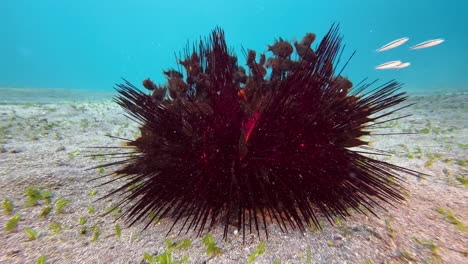 radiant sea urchin being shelter to a group of cardinal fish, most likely tubed siphon fish