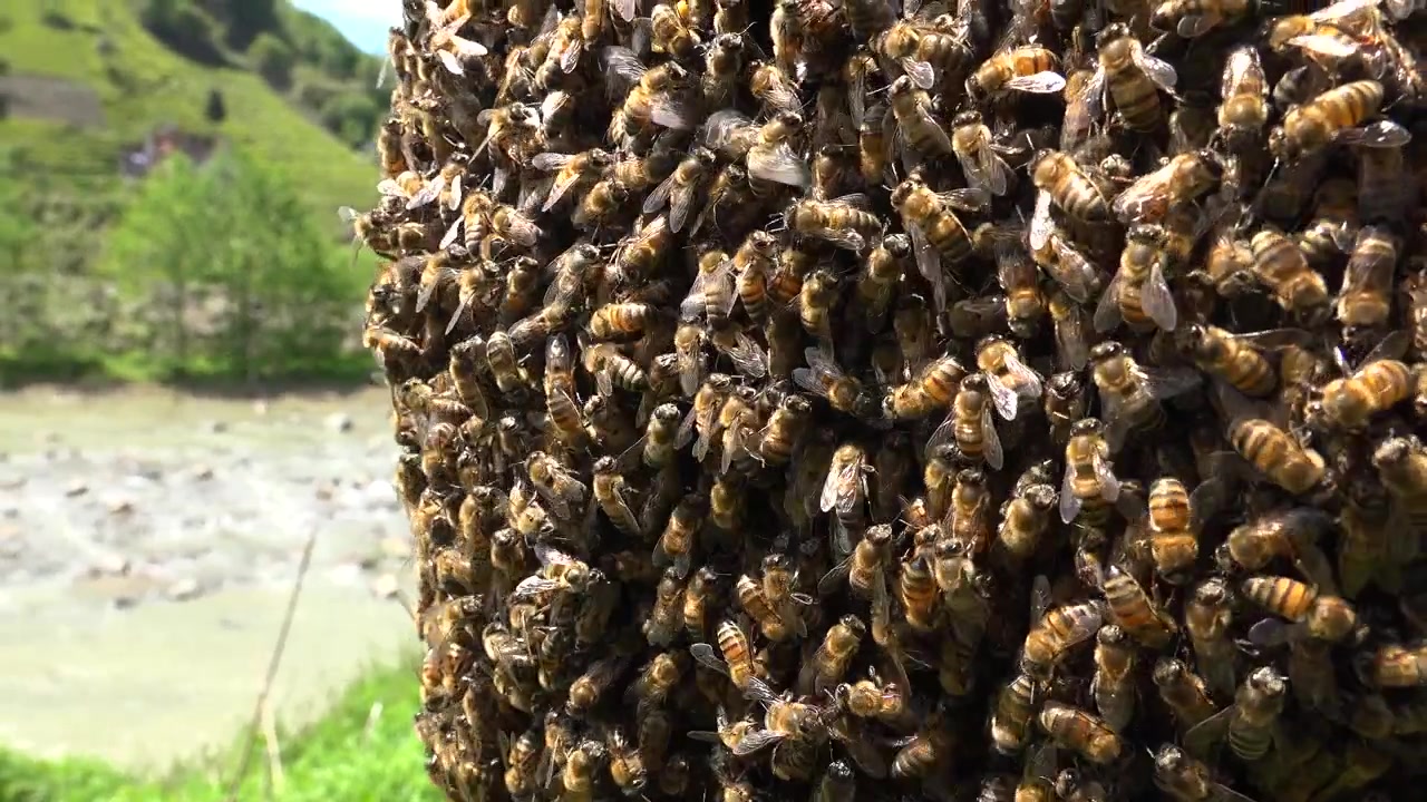 Large Swarm of Honey Bees Clustered on a Tree Trunk