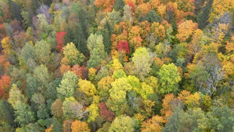 autumn landscape of the autumn bright multi-colored trees, green, orange and reddish tint