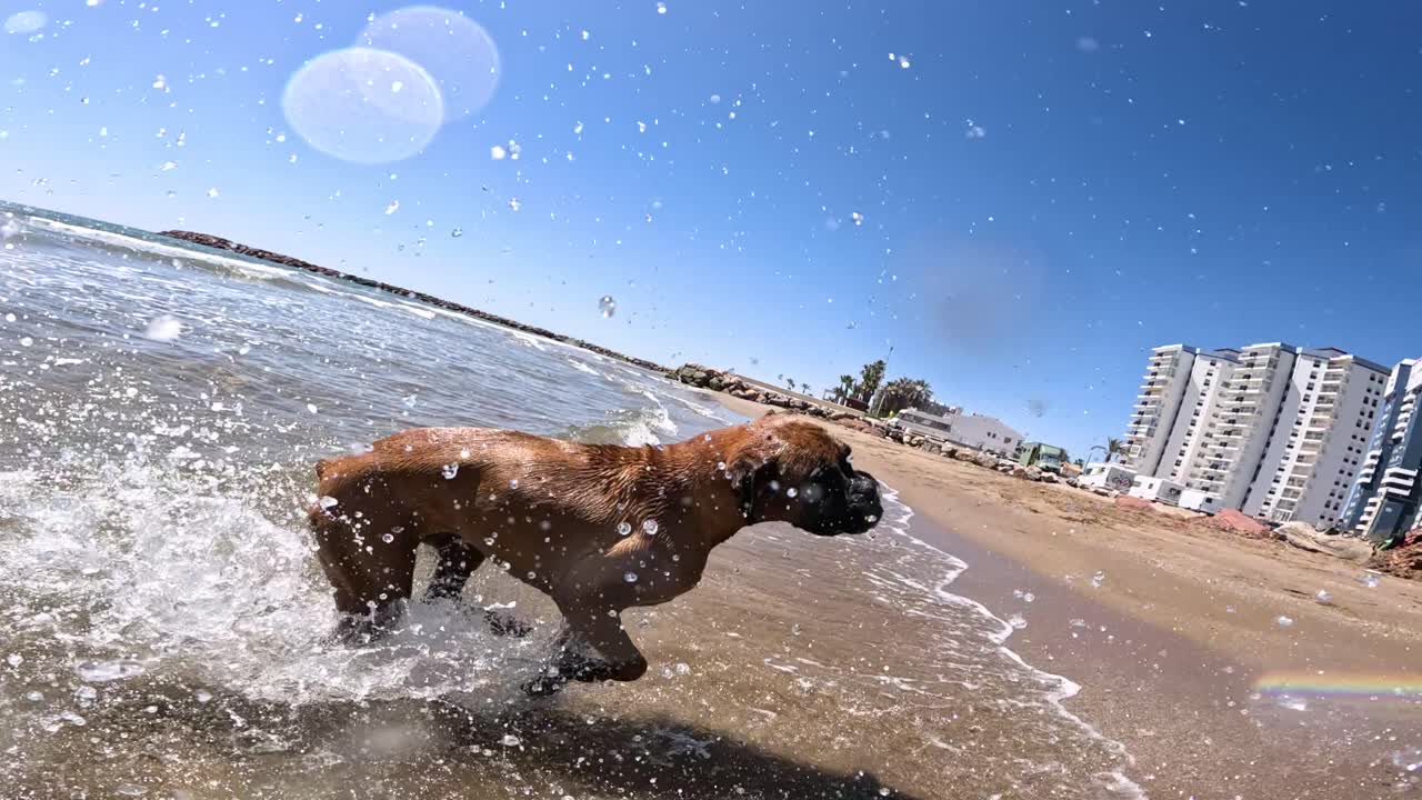 Boxer dog running and splashing happily on the beach