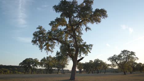 Eine-Große-Texas-Eiche-Sitzt-In-Der-Abendsonne,-Wenn-Die-Sonne-über-Dem-See-Untergeht