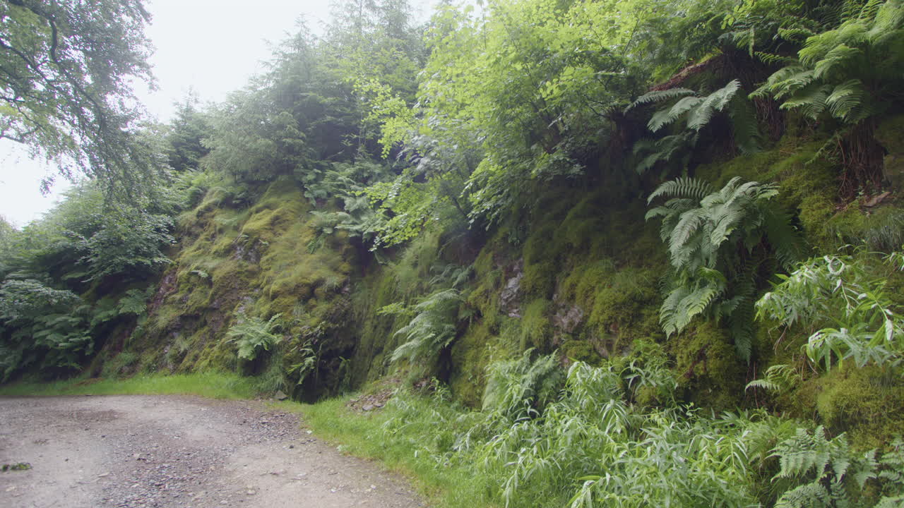 tomada amplia de una carretera al lado de una pared de helechos y musgo en el distrito de west lake