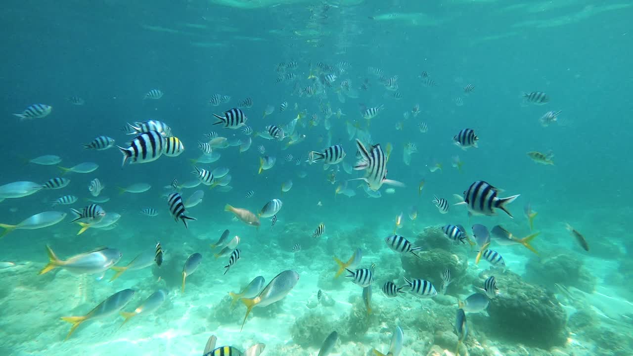 muchos peces de colores cercanos en las filipinas