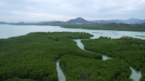 tropical green mangrove river forest in thailand on cloudy day with mountain on horizon, aerial