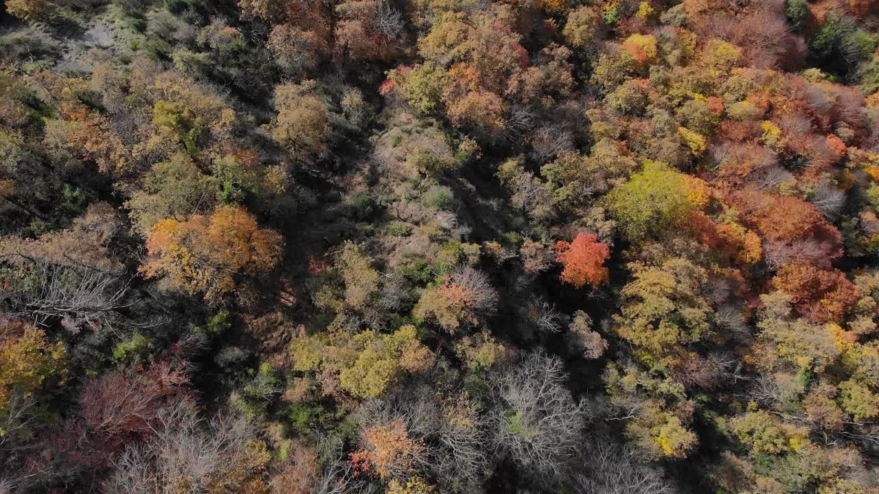 antena: plano cenital de un bosque otoñal con árboles de colores amarillentos