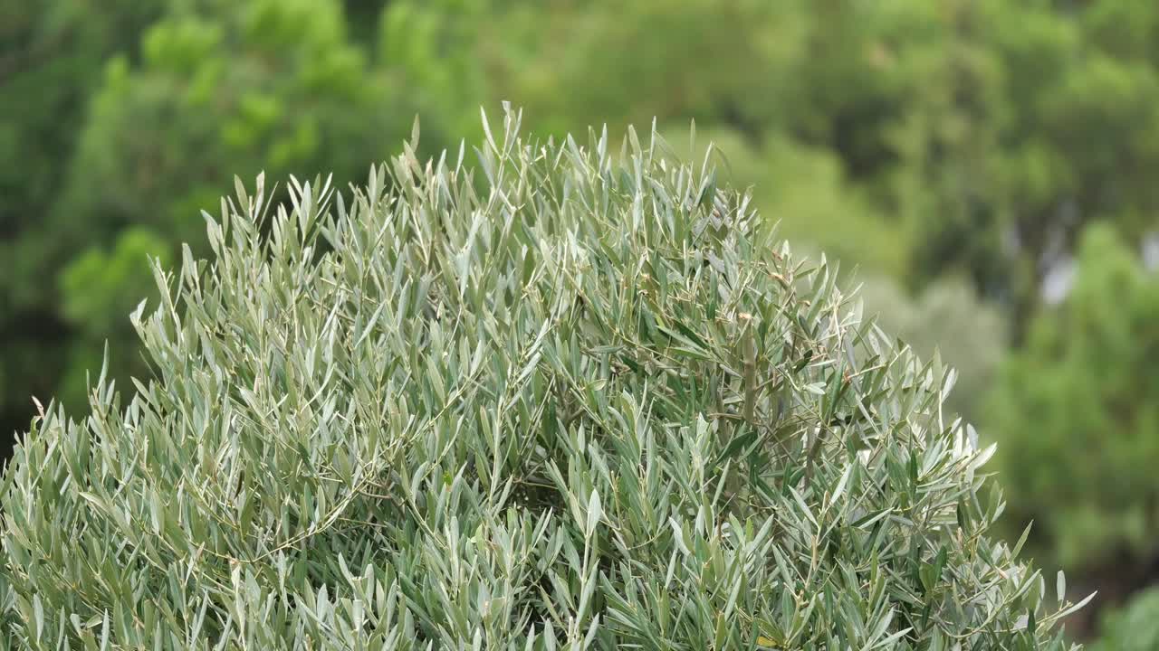 Olive tree foliage