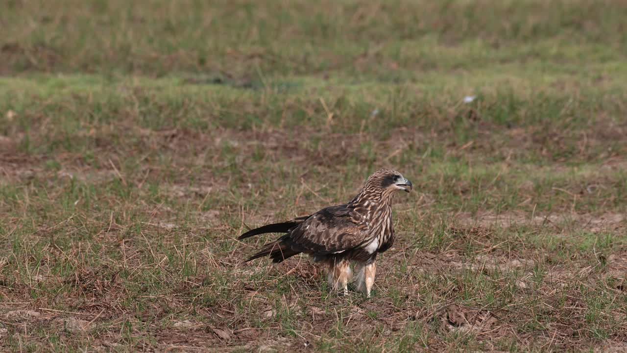 mirando hacia la derecha mientras otros vuelan y luego también despegan para ir a algún lado, cometa de orejas negras milvus lineatus pak pli, nakhon nayok, tailandia