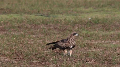 Mirando-Hacia-La-Derecha-Mientras-Otros-Vuelan-Y-Luego-También-Despegan-Para-Ir-A-Algún-Lado,-Cometa-De-Orejas-Negras-Milvus-Lineatus-Pak-Pli,-Nakhon-Nayok,-Tailandia