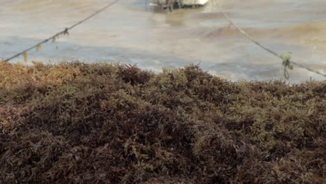 Sargassum-Befallener-Strand-Mit-Verankertem-Boot-Im-Hintergrund