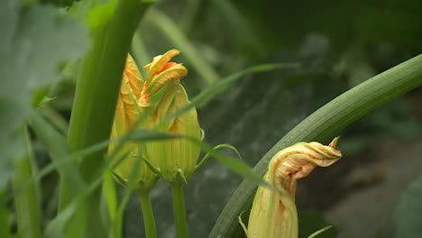 zucchini flowers in a garden