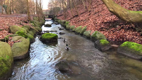 les canards remontent la rivière