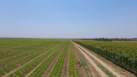 Toma-Aérea-Del-Campo-De-Girasol-Y-Grean-En-Sdot-Negev-Israel