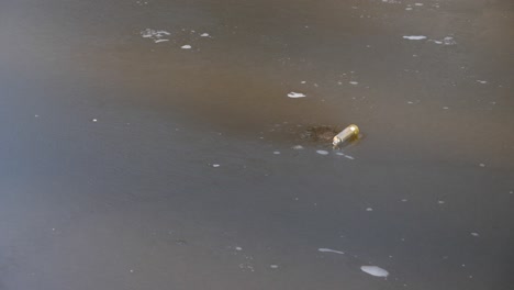 bottle trapped in ice during winter - littered can rubbish in frozen pond poisoning wildlife - poisoning ocean water ecosystem with litter - thrown can into frozen lake water ice - environment