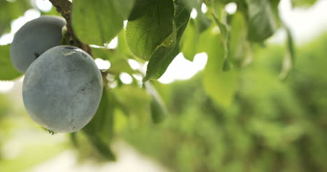 ciruela madura en el árbol 1