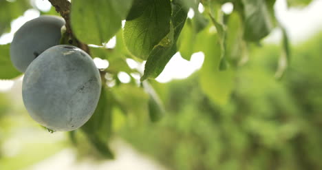 ripe plum on the tree 1