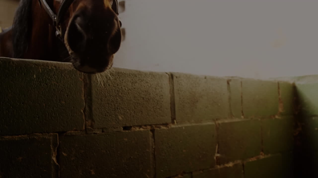 말의 애니메이션, 바이너리 코딩, 전 세계 금융 데이터 처리