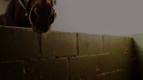 animación de caballos, codificación binaria, procesamiento de datos financieros en todo el mundo