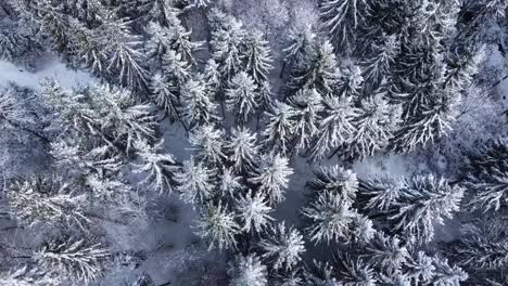 aerial view of snow-covered pines in a wintry forest