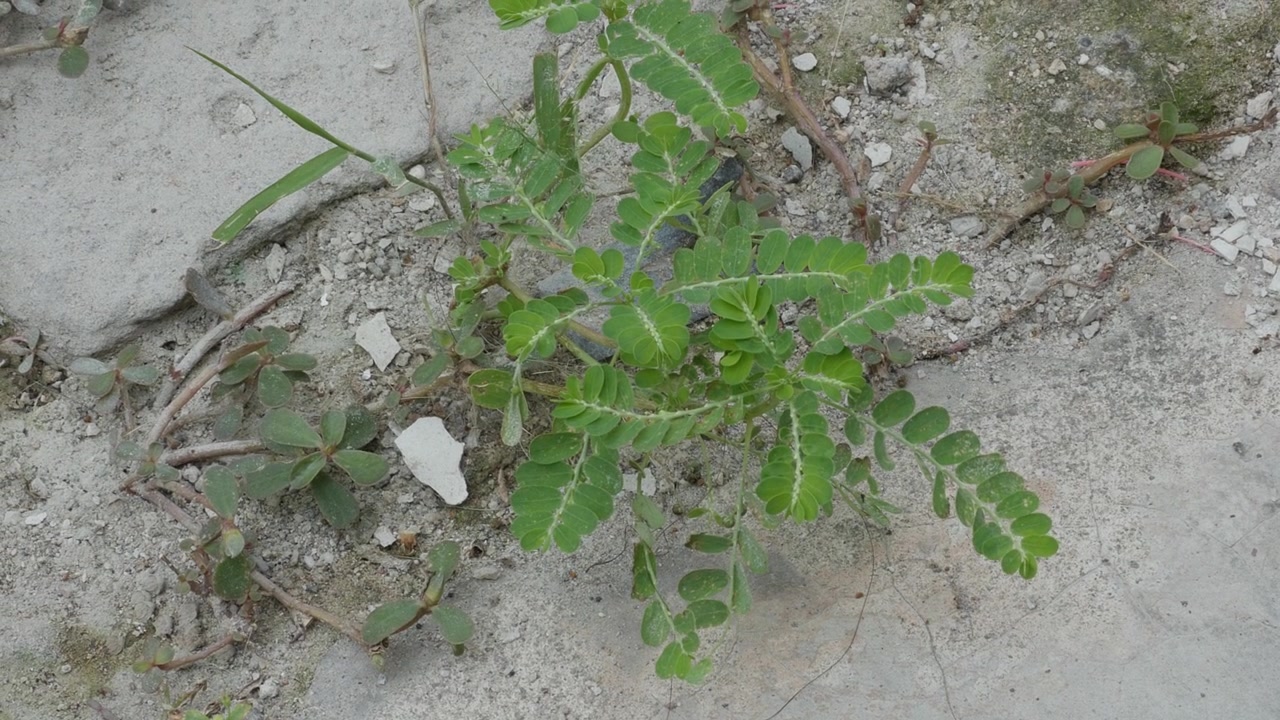 Erba Verde Che Cresce Attraverso una Superficie di Cemento Fessurata
