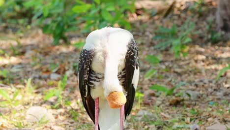 black-headed ibis in a natural habitat